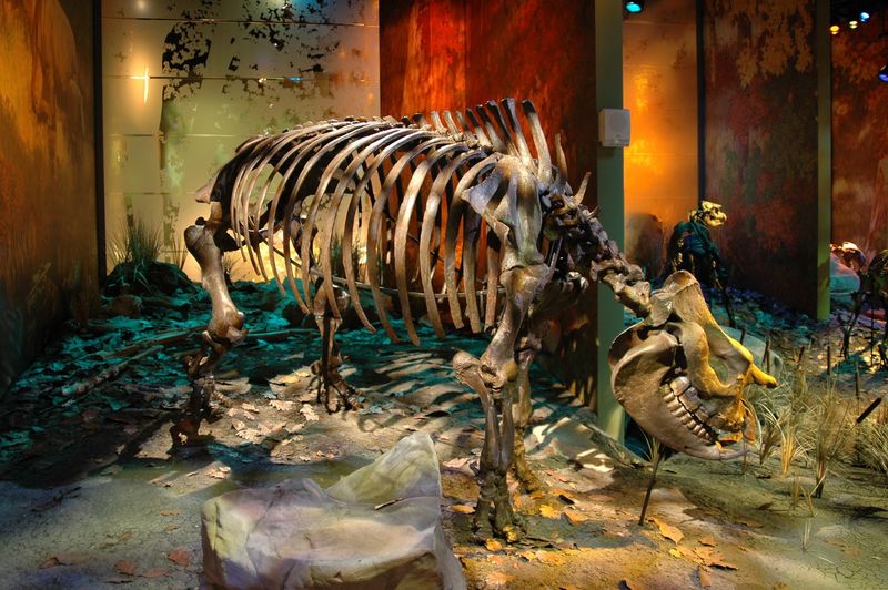 Prehistoric Texas: A Wild Habitat For Large Creatures