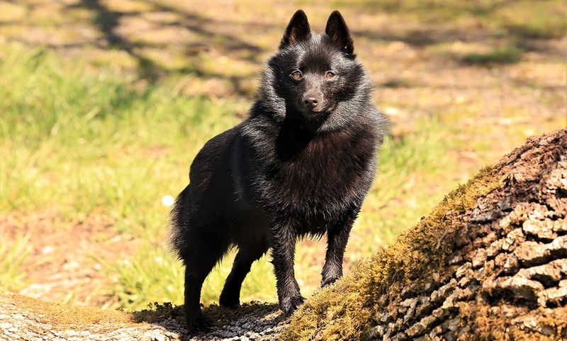 Schipperke