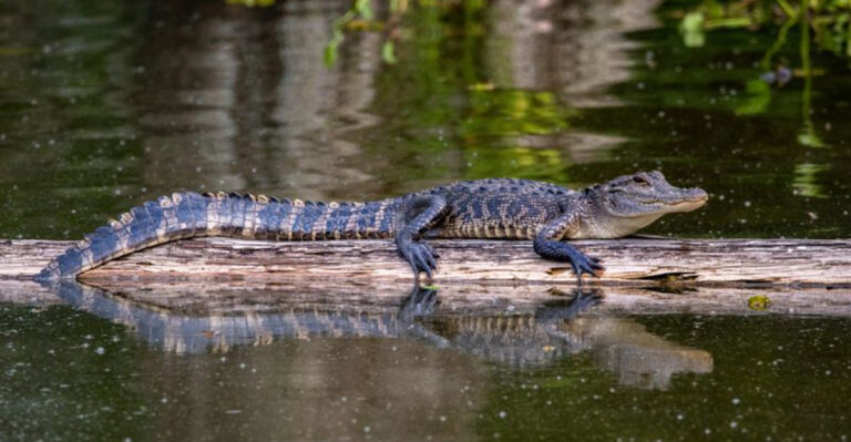 The 10 Most Alligator-Filled Destinations In All Of Florida
