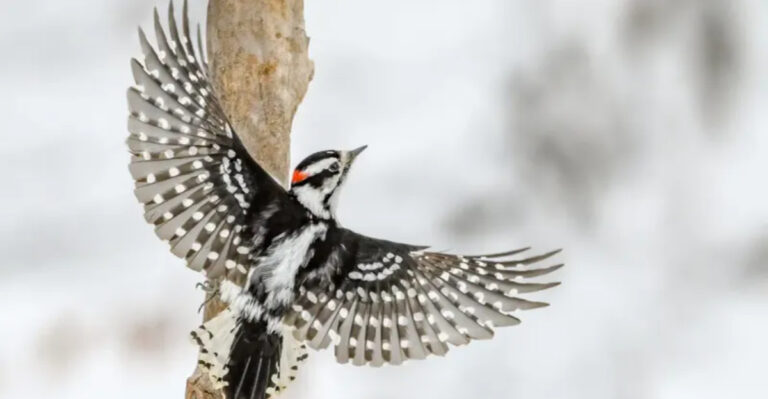 The 10 Most Common Birds In The U.S. And 4 Rare Species You Might Never See