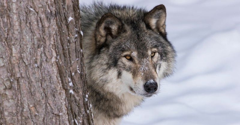 Mackenzie Valley Wolf (Northwestern Wolf)