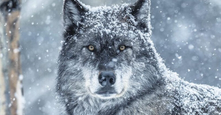 The 10 Most Massive Wolves In The World (And 4 Smallest Wolves)