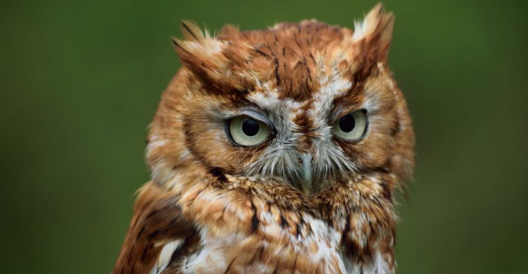 The 10 Rarest Owls In The U.S. And The Best Places To Track Them Down