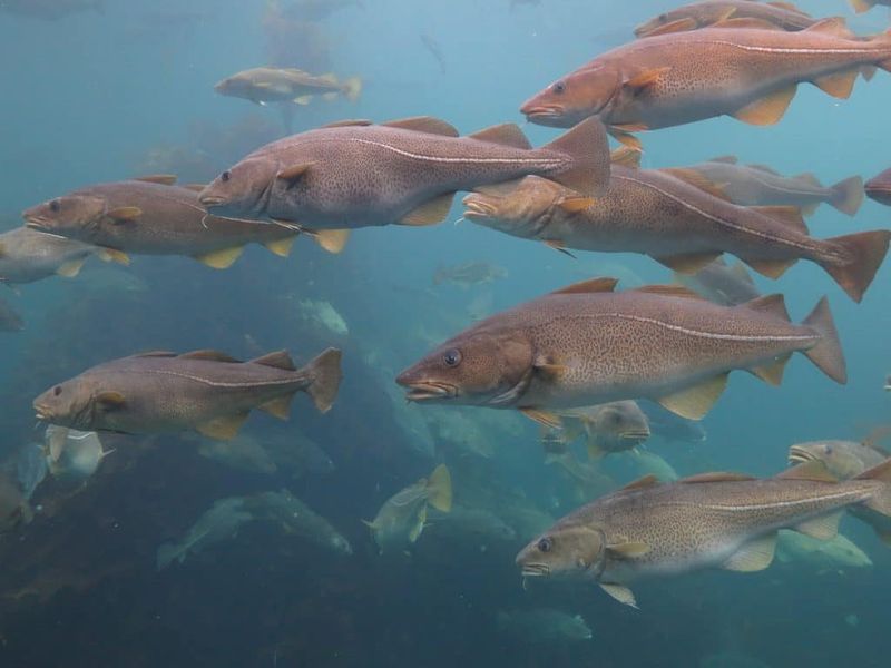 Atlantic Cod – The Fallen Giant