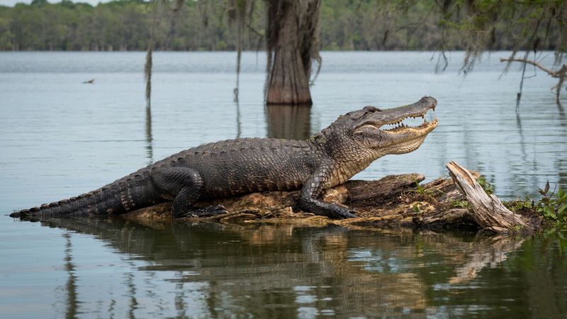 How These Massive Alligators Are Surviving In The Mississippi River
