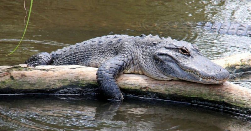 The 14.5-Foot Monster