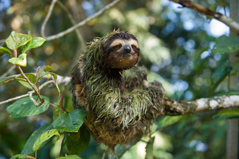 Sloths: Masters Of Energy Conservation