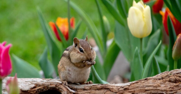 The 15 Most Effective Ways To Rid Your Yard Of Chipmunks