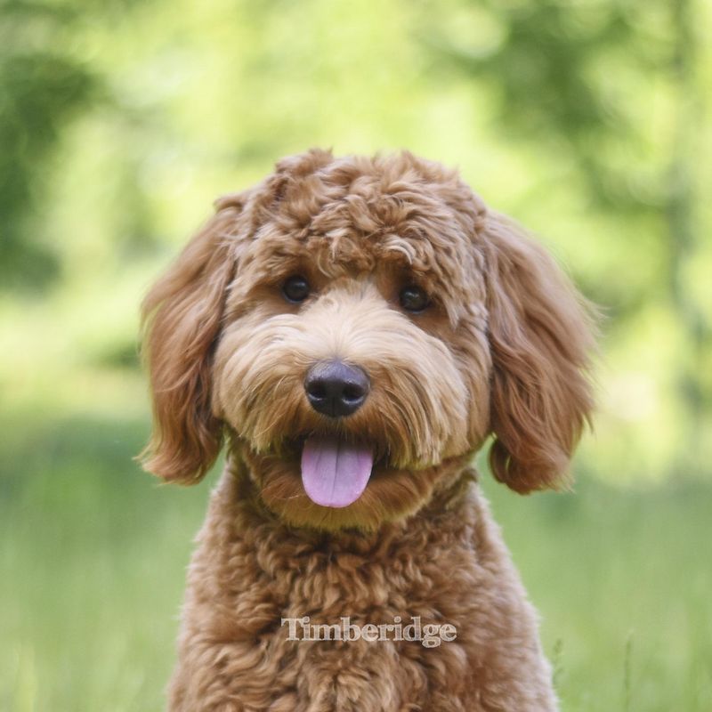 Goldendoodle: The Fluffy Teddy Bear