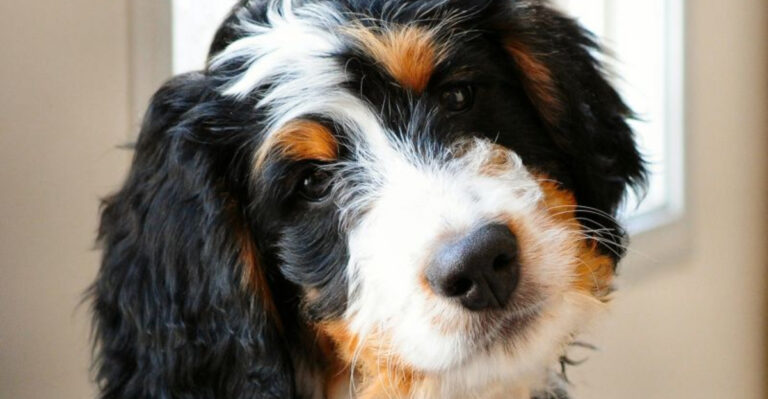 The 15 Most Universally Loved Mixed Breed Dogs