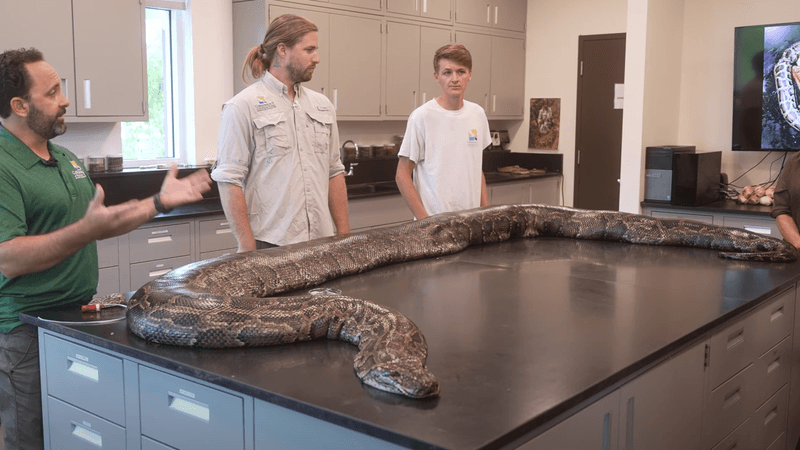 The Heavyweight Champion – 215 Pounds Of Snake