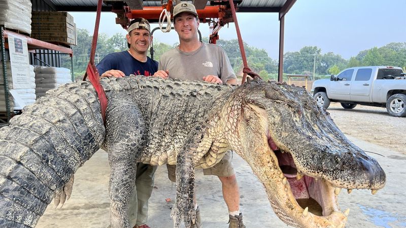 The 19-Foot Alligator