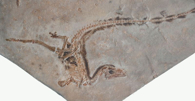 Questions About Evolution