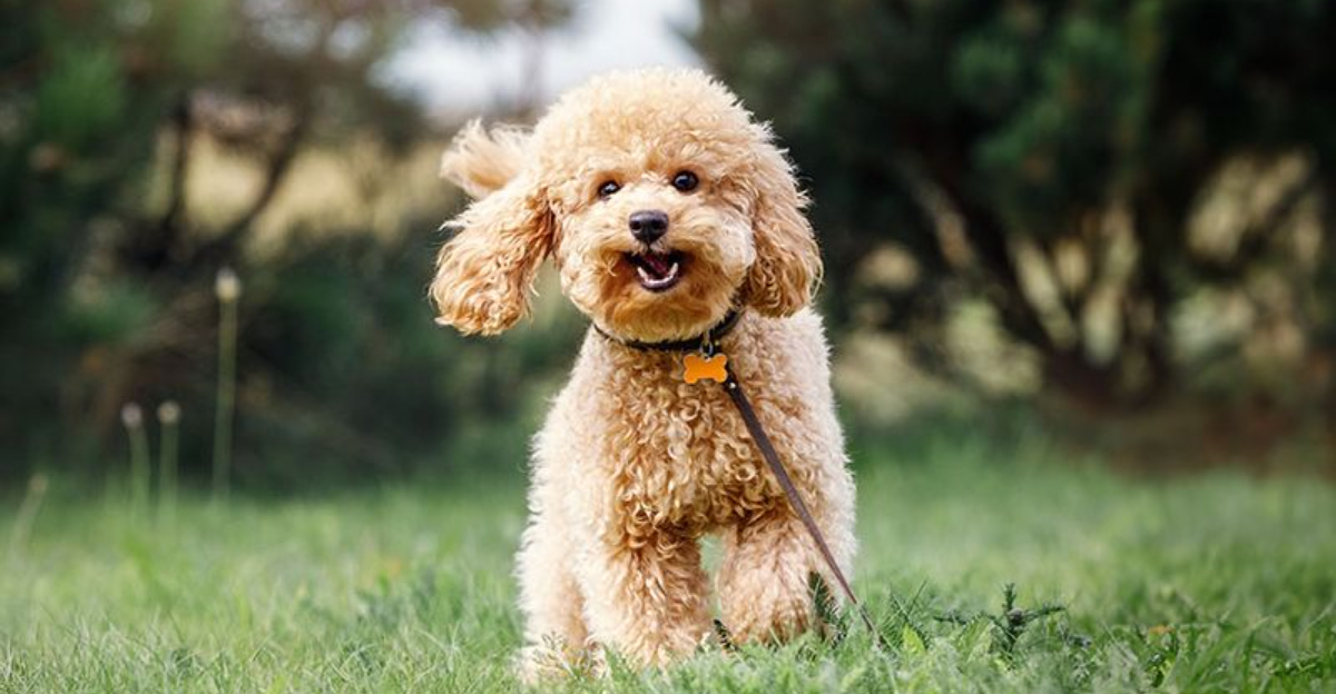 The 35 Best Dog Breeds For First-Time Pet Parents