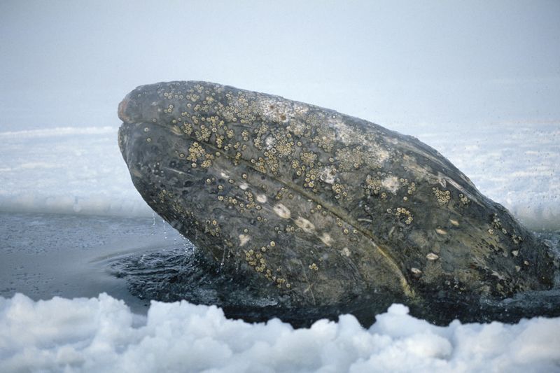Prehistoric Ocean Giants