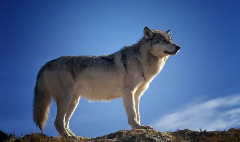 Alaska's Interior Region: Home To The Giants