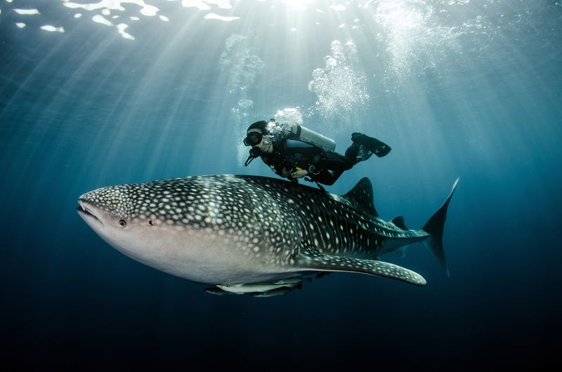 Whale Shark - Ocean's Gentle Giant