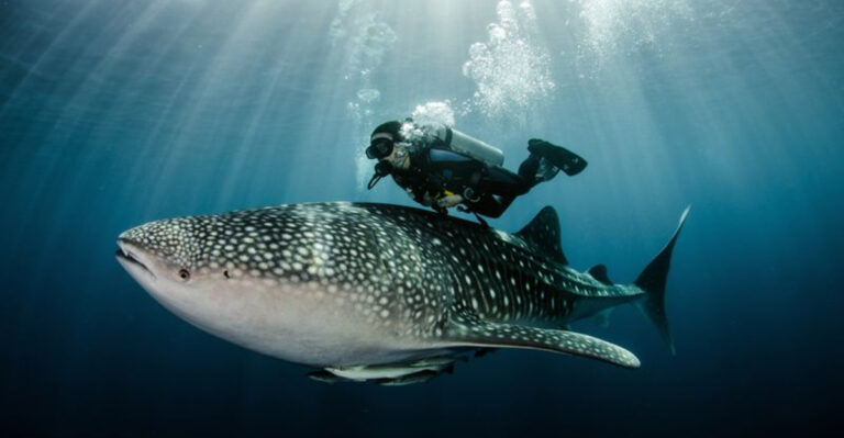 The 9 Biggest Fish Species On Earth Ranked (And 3 Smallest Ones)