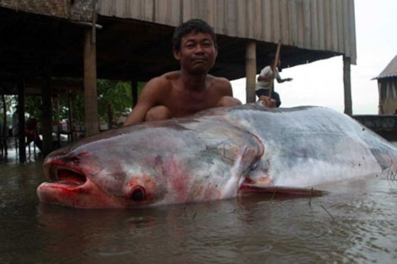 The Mekong Giant Catfish