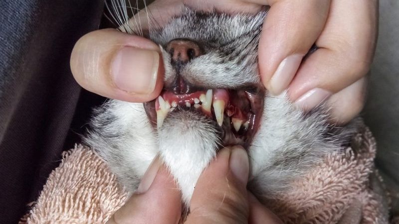 Your Cat's Gums Look Bright Red
