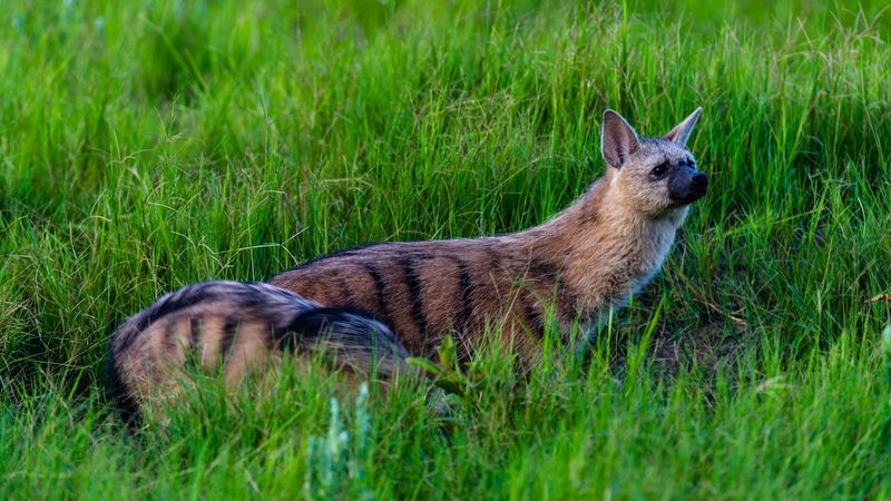 Aardwolf's Physical Appearance