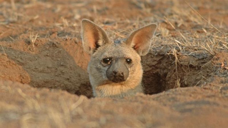 Aardwolf's Unique Adaptation For Insect Eating