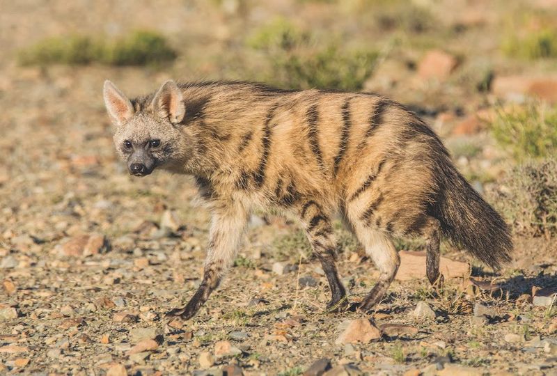 The Aardwolf's Role In The Ecosystem Vs. The Wolf's