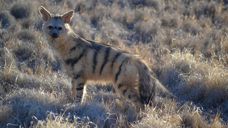 Aardwolf's Size Compared To A Wolf