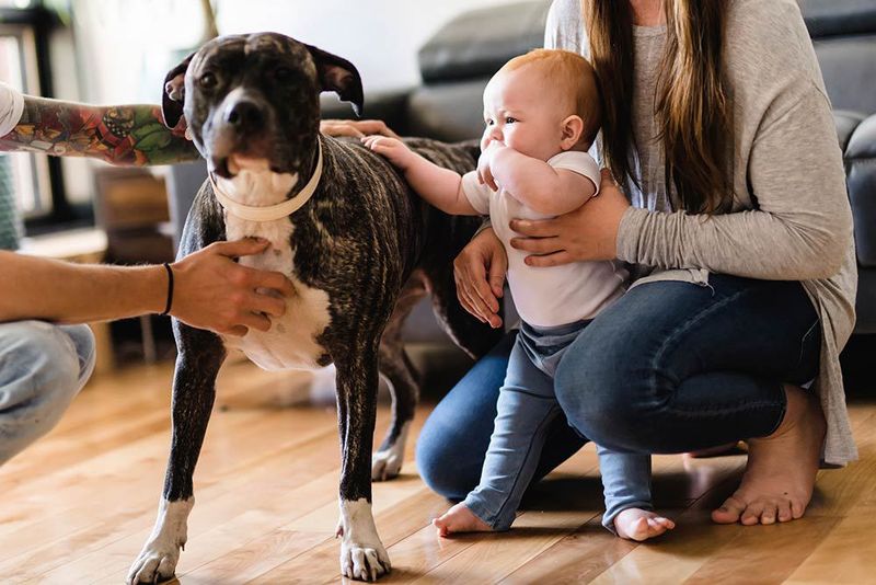 How You Introduced Them To New Family Members