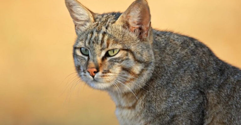 The African Wildcat: The Wild Feline That Began The Domestication Journey