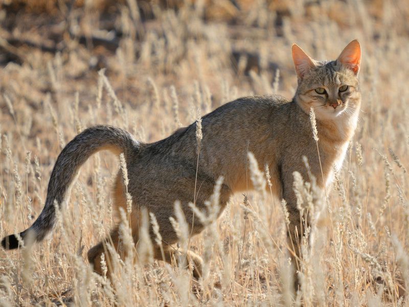 How The Afro-Asiatic Wildcat Contributed To The Evolution Of Domestic Cats