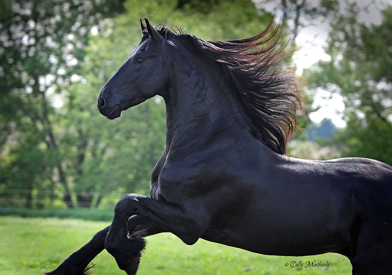 Friesian's Flowing Black Mane