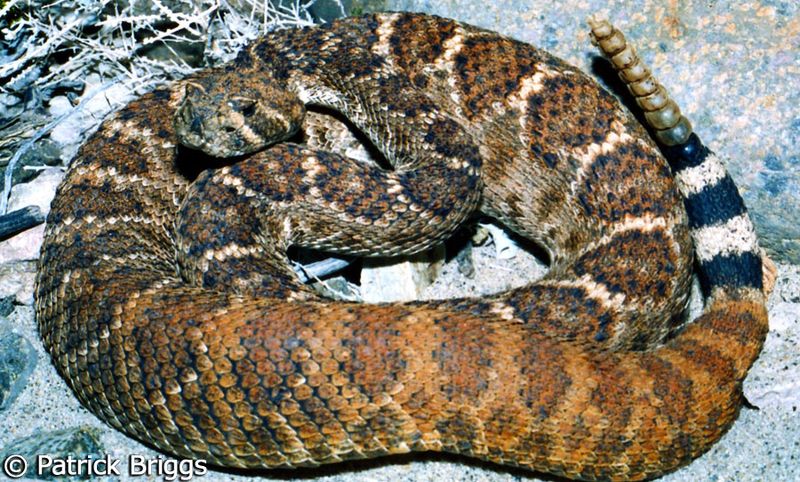 Arizona's Prehistoric Predator