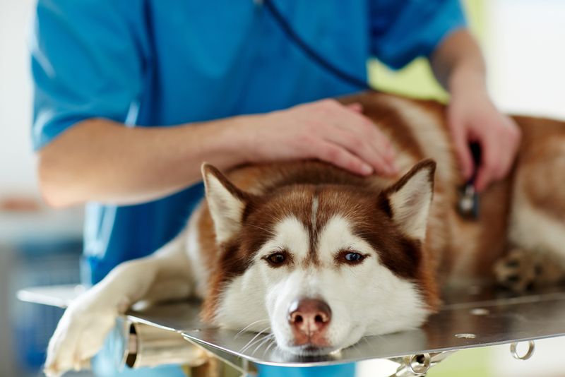 Health Considerations: Common Issues To Watch Out For