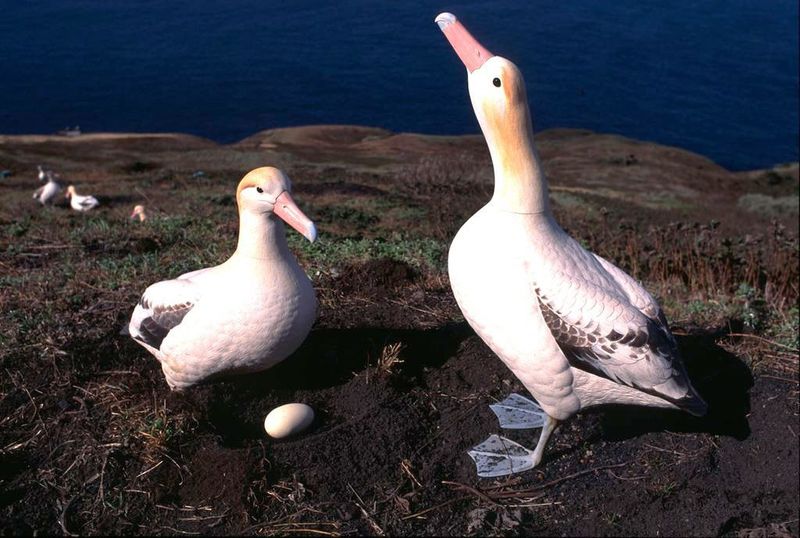 Success Stories In Albatross Conservation