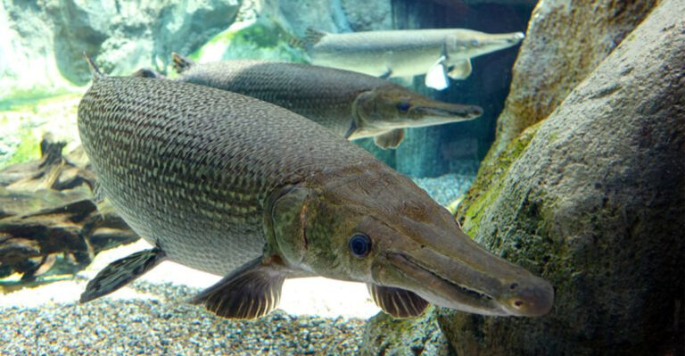 The Alligator Gar: Unveiling The Secrets Of A Prehistoric Survivor