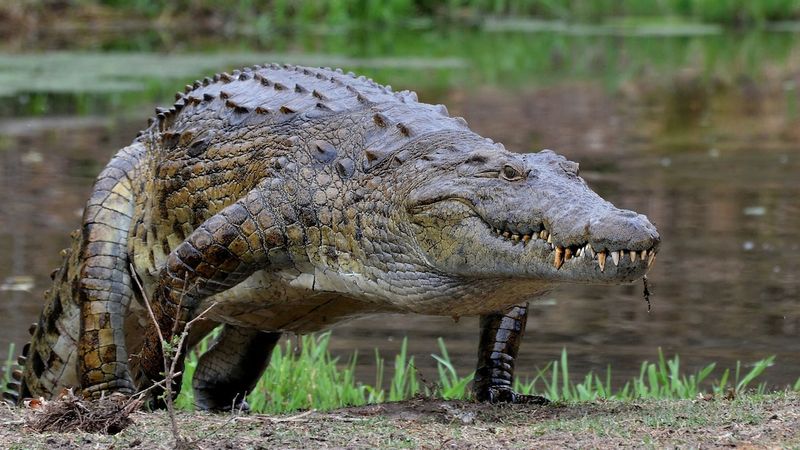 The Nile Crocodile