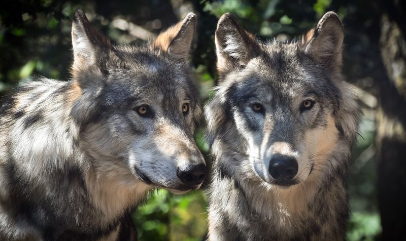 Sexual Dimorphism: Male Wolves Vs. Female Wolves