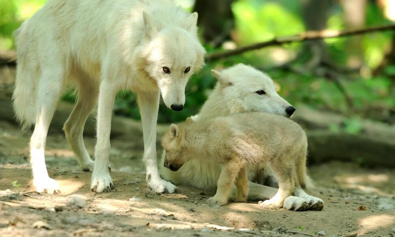 Parental Leadership, Not Dominance