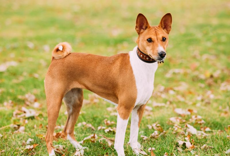 Basenji – The Barkless Wonder