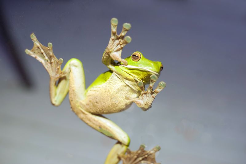 Tree Frogs' Sticky Feet