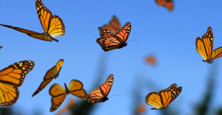 The Amazing Migration Habits Of Monarch Butterflies