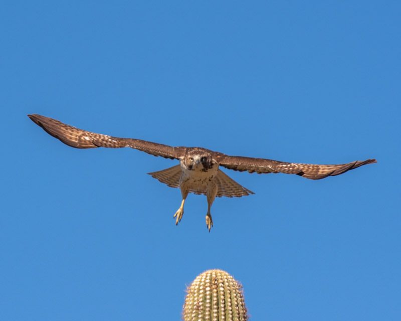 Red-tailed Hawk - The Highway Hunter