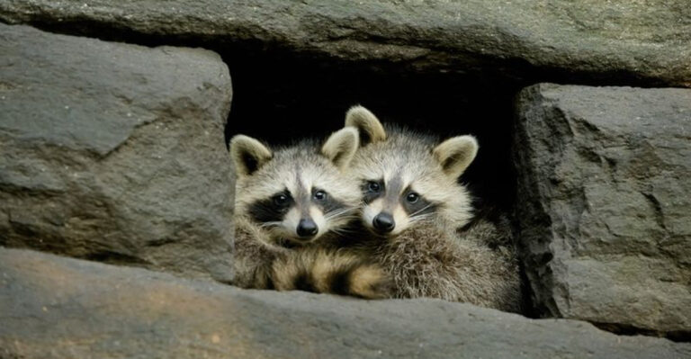 'The Americas' Spent 5 Years Filming Wildlife And Then Stumbled Upon New Species