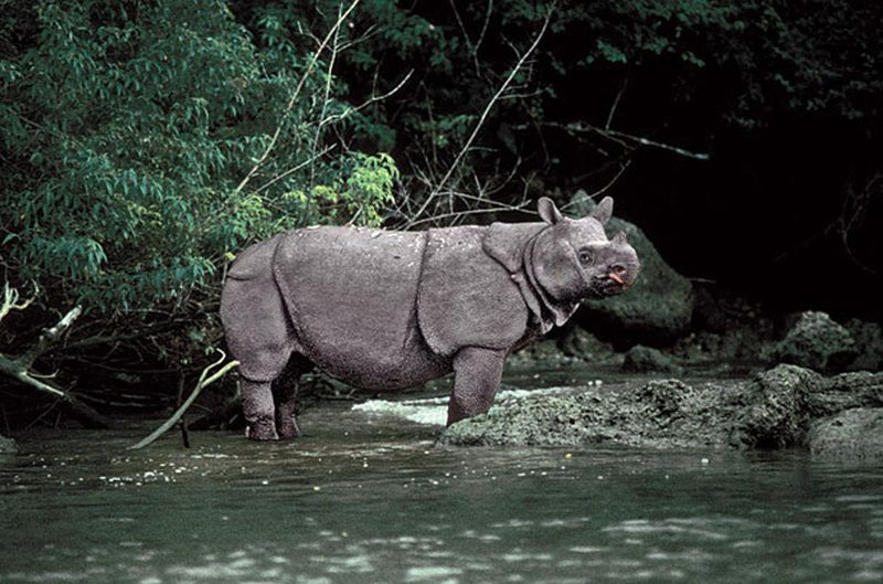 The Forest Tank With A Horn