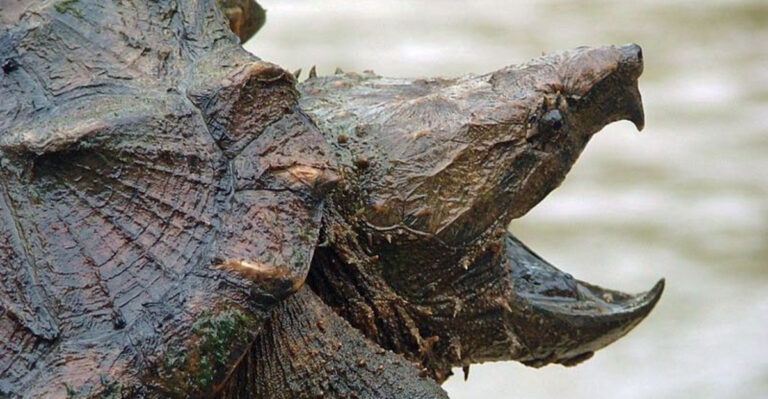 The Ancient Snapper’s Comeback: How Texas Turtles Defied Extinction