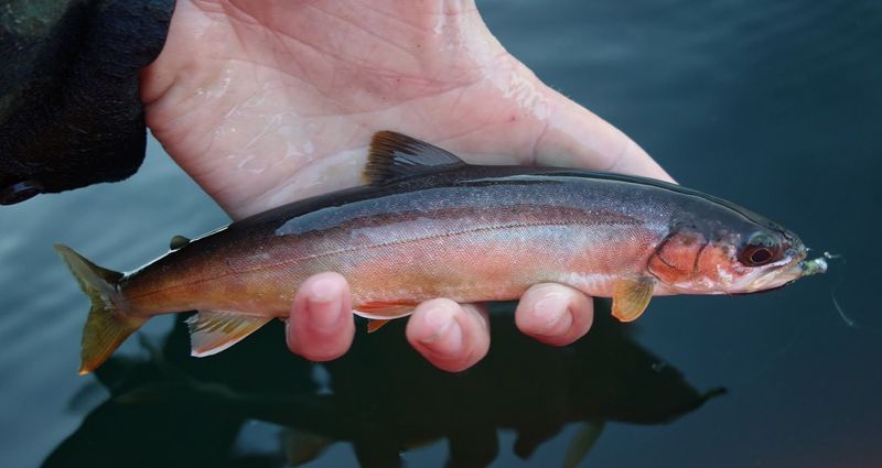 The Blue-Back Trout: The Vanished Giant