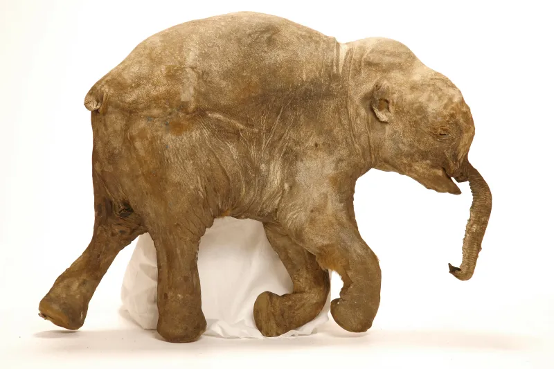 The Mammoth: A Giant Of The Ice Age