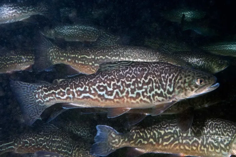 The Tiger Trout: Nature's Ferocious Hybrid