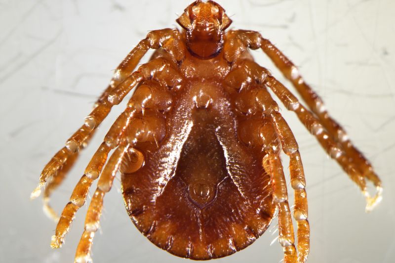 Why The Asian Longhorned Tick Is A Rising Threat To Ecosystems